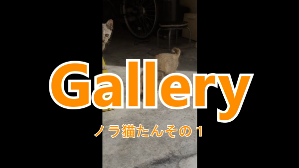 Gallery (ギャラリー)の求人動画