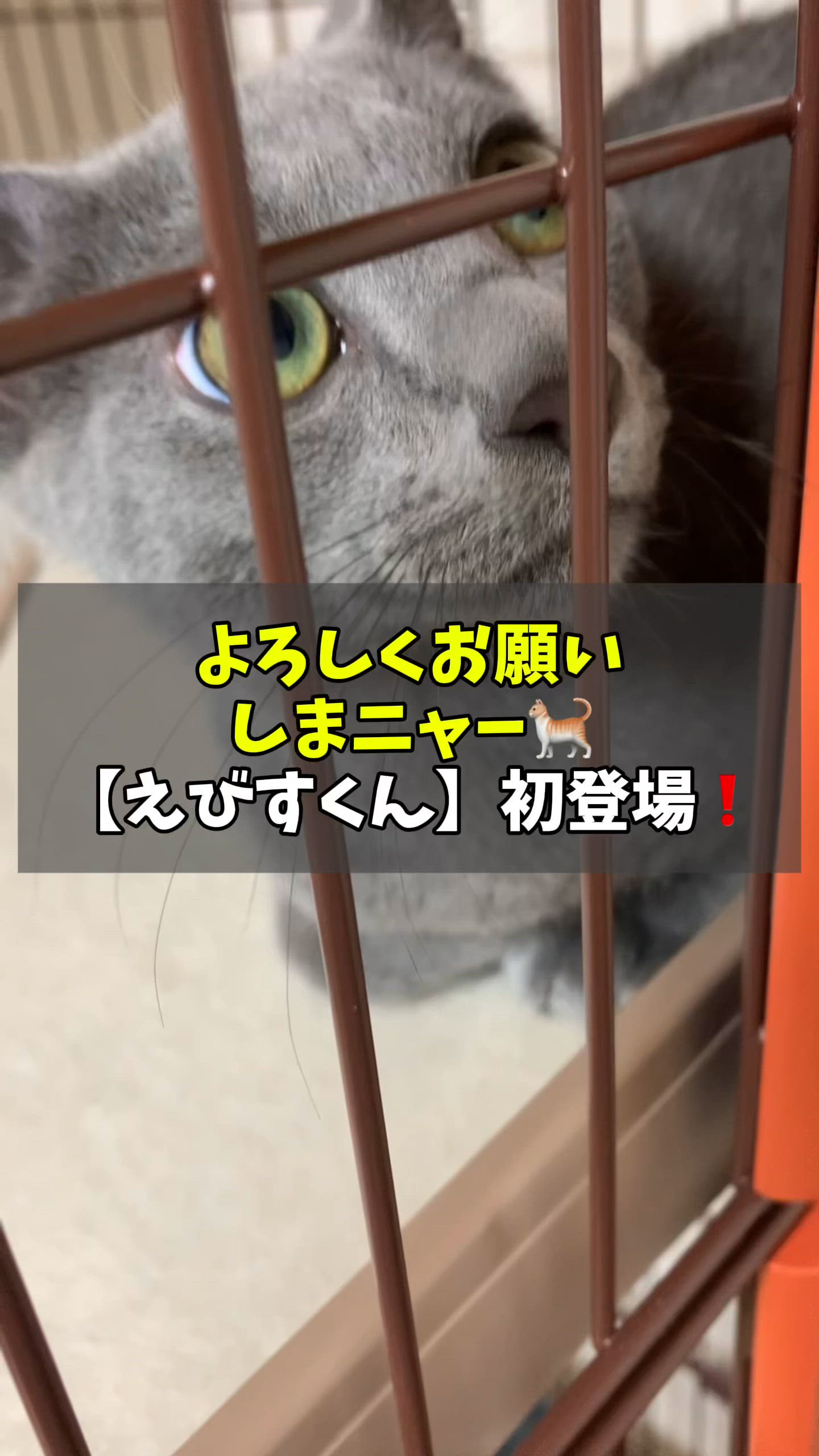 ハピネス＆ドリーム 松山道後温泉のお仕事解説動画