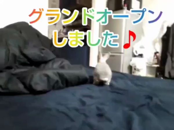 ミルキープリンのお仕事解説動画
