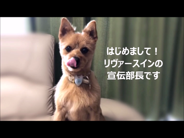 リヴァースインのお仕事解説動画