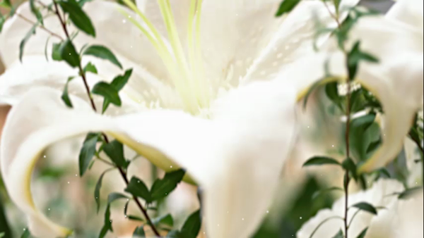 SUZUMEの求人動画