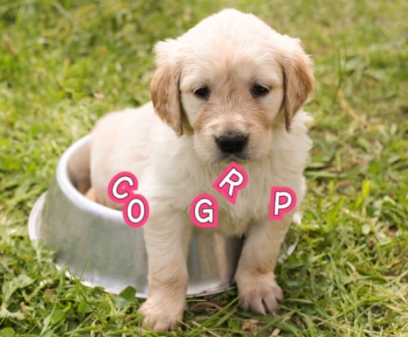 COCO GROUPの求人動画