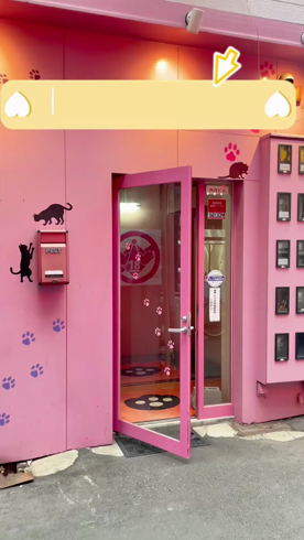 やんちゃな子猫 十三のお仕事解説動画